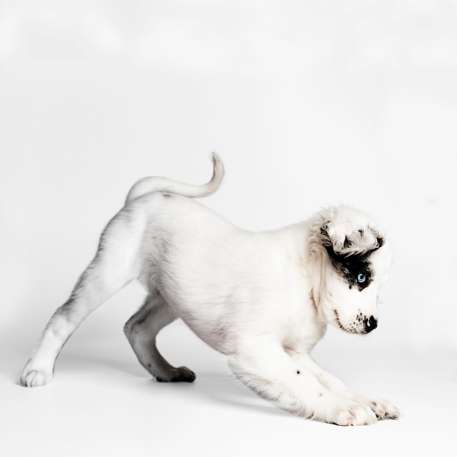 Terapía con perros en Mara Psicología&Arte
