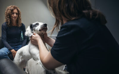 ¿Por qué se ultilizan los perros en terapia?